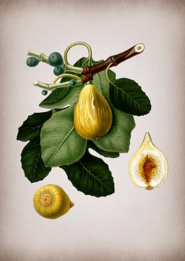 Vintage Common Fig Fruit
