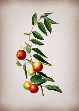 Vintage Chinese Jujube Art