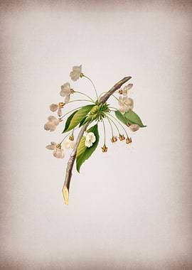 Vintage Cherry Plum Flower