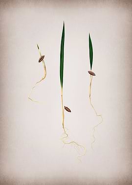 Vintage Date Palm Fruit