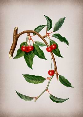 Vintage Cherry Fruit Food