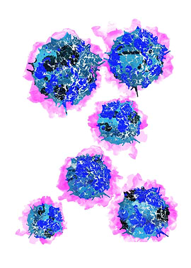 T cells human T cells