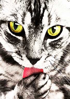 Tabby Cat Underpainting