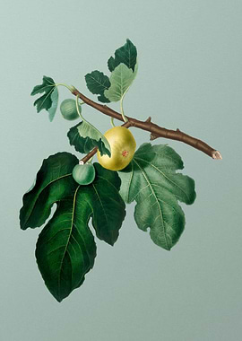 Vintage Fig Fruit Food Art