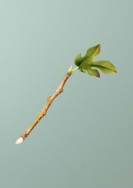 Vintage Fig Fruit Food Art