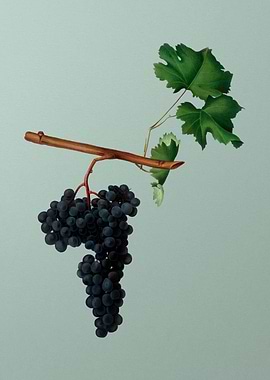Vintage Dolcetto Grapes