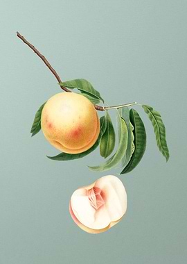 Vintage Duracina Peach Art