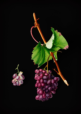 Vintage Grape Barbarossa