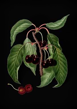 Vintage Hard Flesh Cherry