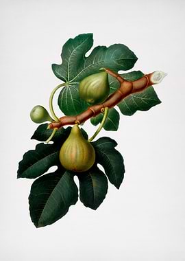 Vintage Fig Fruit Food Art