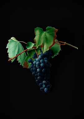 Vintage Grape Vine Fruit