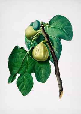 Vintage Fig Branch Fruit