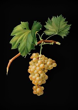 Vintage Grape Vine Fruit