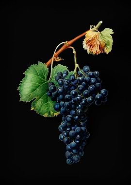 Vintage Grape Spanna Fruit