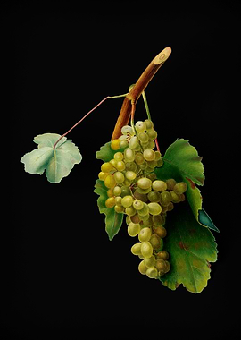 Vintage Grape Vine Fruit