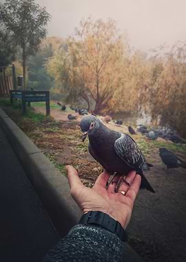 feeding pigeon from a hand