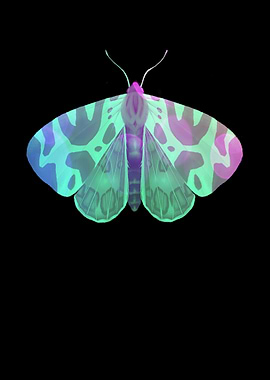 Butterfly butterfly wings