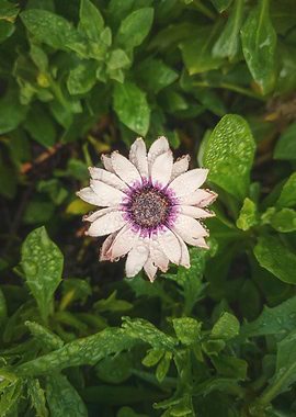 blooming white aster