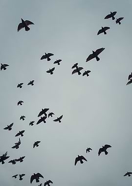 birds migration
