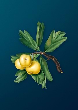 Vintage Hawthorne Fruit