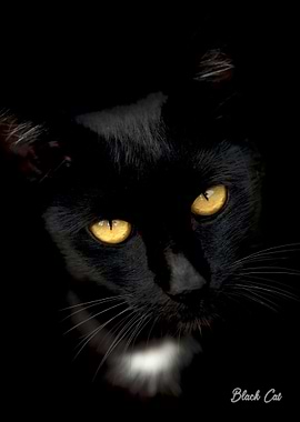 black cat