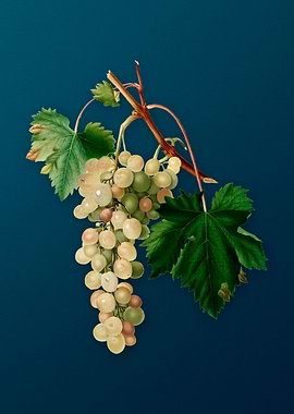 Vintage Muscat Grape Fruit