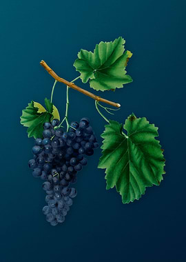 Vintage Lacrima Grapes Art
