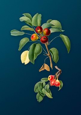 Vintage Musky Pear Fruits