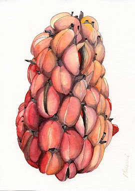 Magnolia Grandiflora seeds