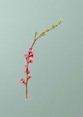 Vintage Peach Blossoms Art