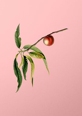 Vintage Peach Fruit Food