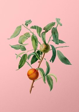 Vintage Peach Fruit Food