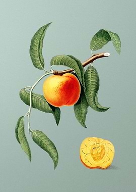 Vintage Peach Fruit Poster