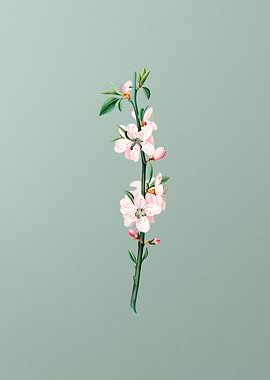 Vintage Peach Flower Fruit