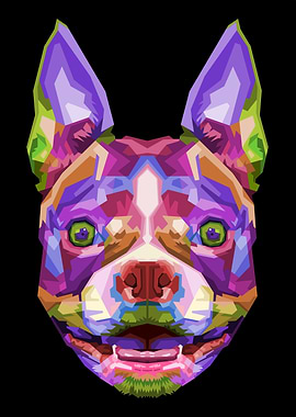 colorful boston terrier