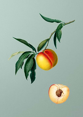 Vintage Peach Fruit Poster
