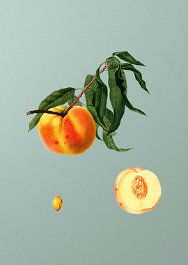 Vintage Peach Fruit Poster