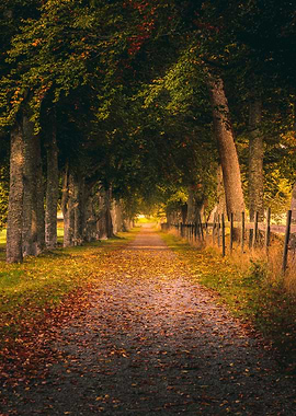 Autumn Country Road