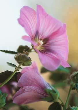 Common Hollyhock