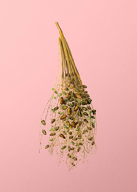 Vintage Spadice of Palm