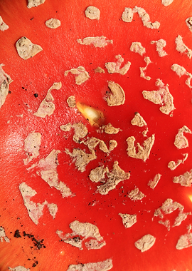 Amanita magic mushroom