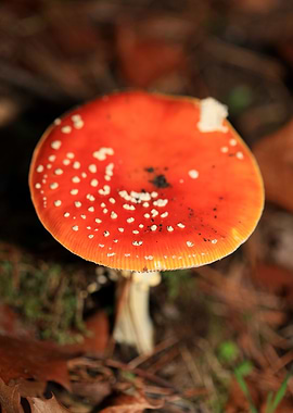 Amanita magic mushroom