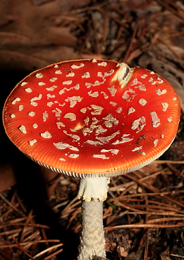 Amanita magic mushroom