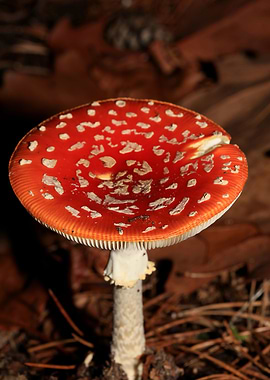 Amanita magic mushroom
