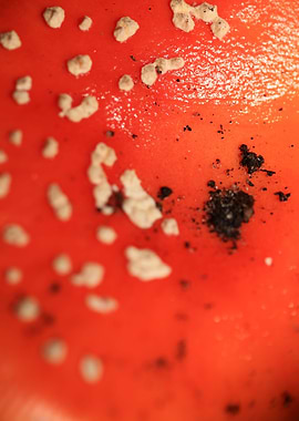 Amanita magic mushroom