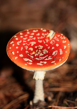 Amanita magic mushroom