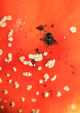 Amanita magic mushroom