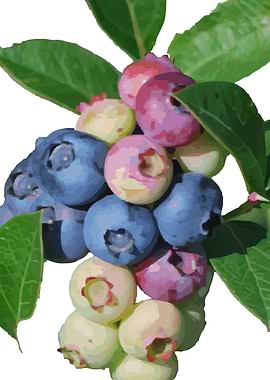 Blueberries