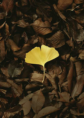 Yellow Leaf