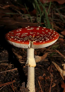 Amanina fly agaric macro